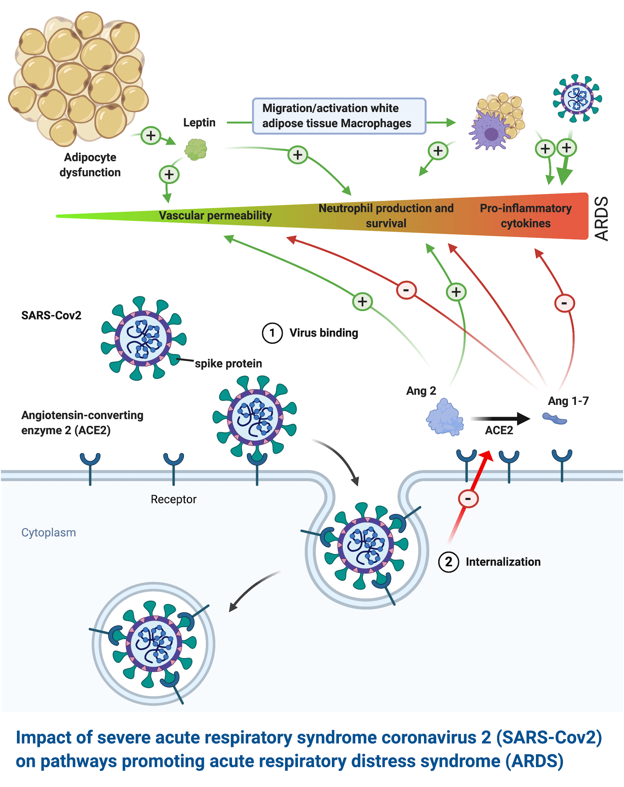 Figure 1 : Impact du virus SARS-CoV2 sur les voies métaboliques favorisant le syndrome de détresse respiratoire aiguë. En inactivant l'enzyme de conversion de l'angiotensine 2, le SARS-CoV2 conduit à une accumulation d'angiotensine 2 et à une diminution d